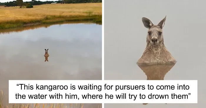 50 Animals That Would Be Nightmare Fuel To Non-Australians