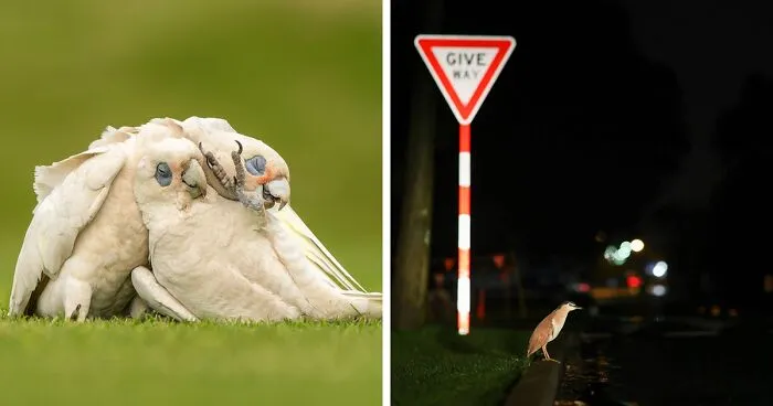 BirdLife Australia Photography Awards Has Announced The Winners And Finalists Of Its 2023 Contest (30 Pics)