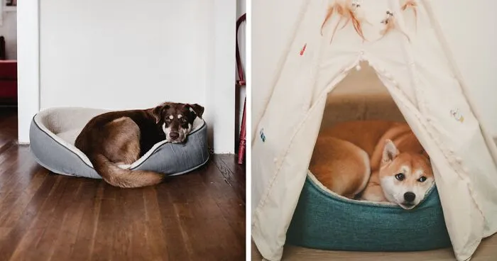 Black Friday Dog Bed Deals for 2023