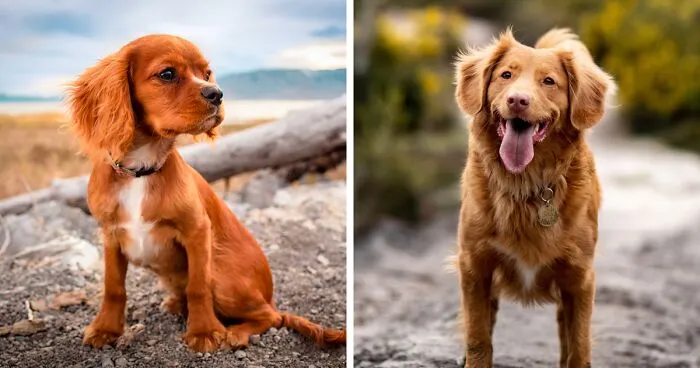 Top 100 Exotic Brown Dog Names for Your Chocolate Pup!