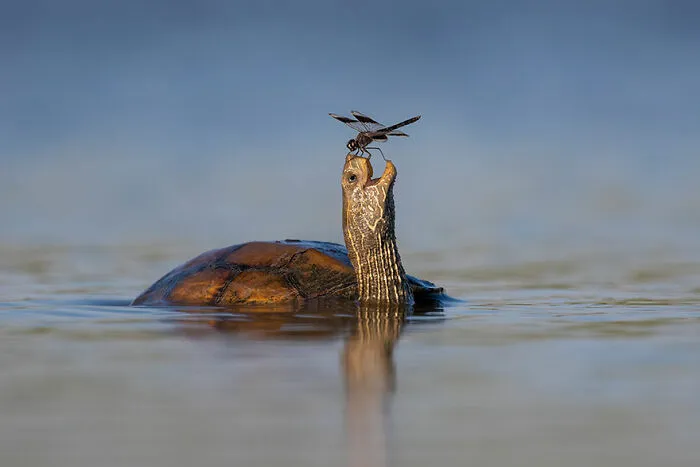 Mención especial: "La tortuga feliz" de Tzahi Finkelstein