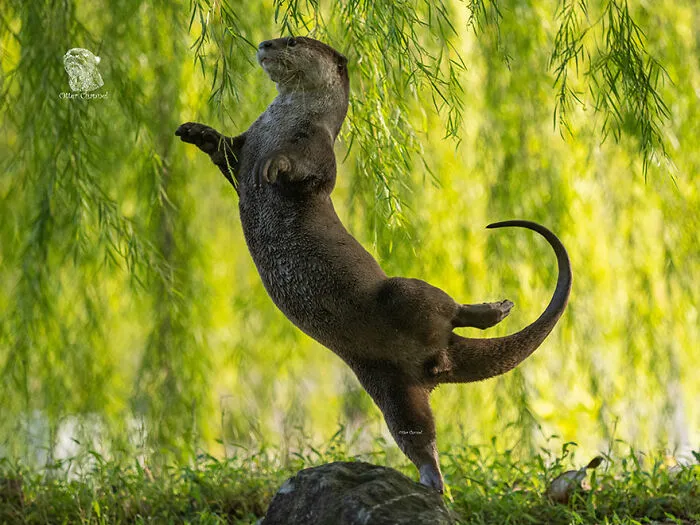 Ganadora de la categoría subacuática "Nutria Bailarina" de Otter Kwek