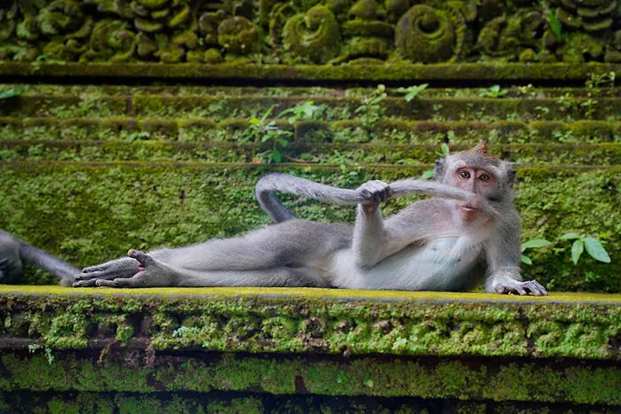 Mención especial: "El Dandi de la Selva" de Delphine Casimir