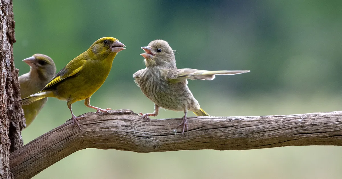 15 Divertidísimas fotos del concurso de fotografía de fauna salvaje de este año para cerrar la semana con unas risas