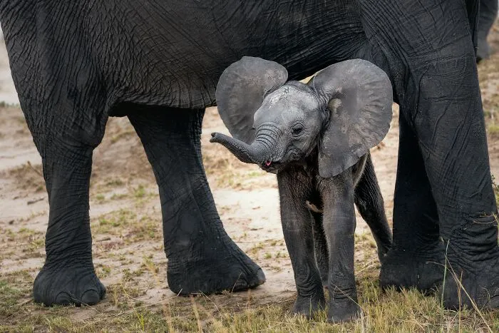 Cool Animal Facts They Don’t Teach You At School