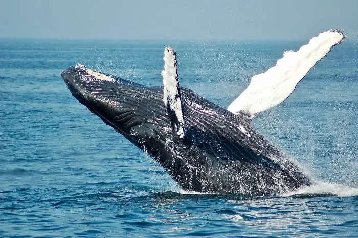 Cool Animal Facts They Don’t Teach You At School