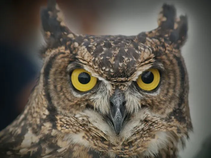 Cool Animal Facts They Don’t Teach You At School