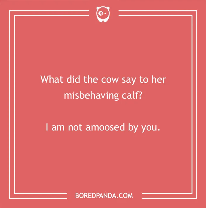 Cow pun on a red background reading "What did the cow say to her misbehaving calf? I am not amoosed by you"