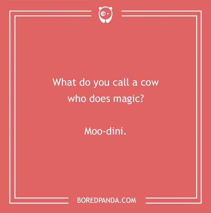 Cow pun joke with the question What do you call a cow who does magic and the answer Moo-dini on red background.