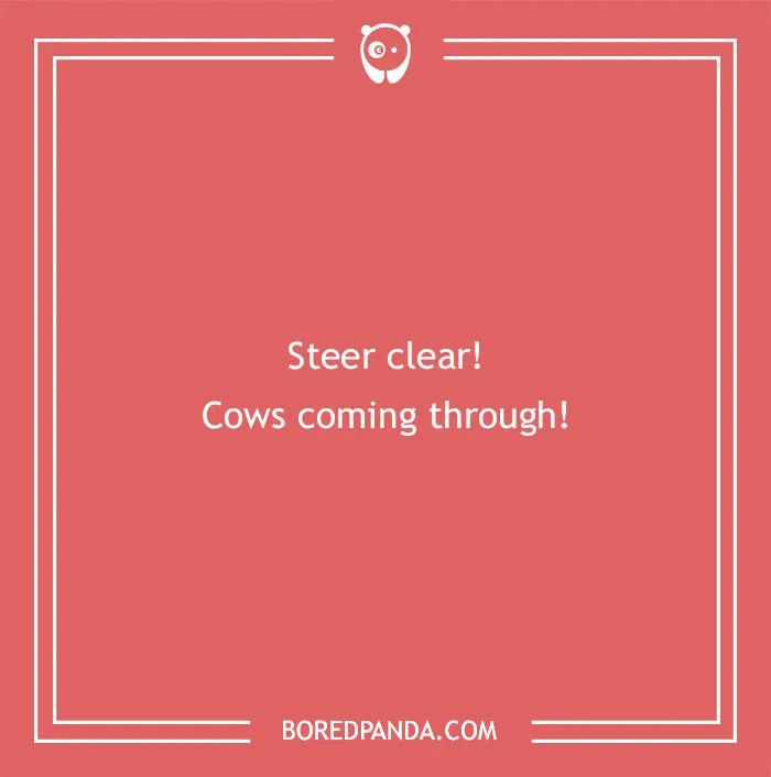 Red background with a cow pun text saying steer clear cows coming through, highlighting cow puns and humor.