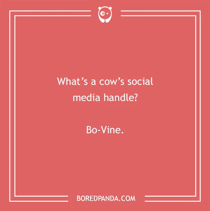 Cow pun joke asking about a cow’s social media handle with the answer Bo-Vine on a red background.