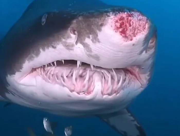 35 ‘Horror Stories’ From People Who Have Seen Things In The Ocean They Wish They Could Forget