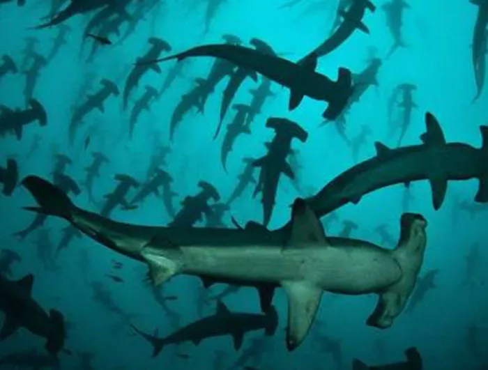 35 ‘Horror Stories’ From People Who Have Seen Things In The Ocean They Wish They Could Forget