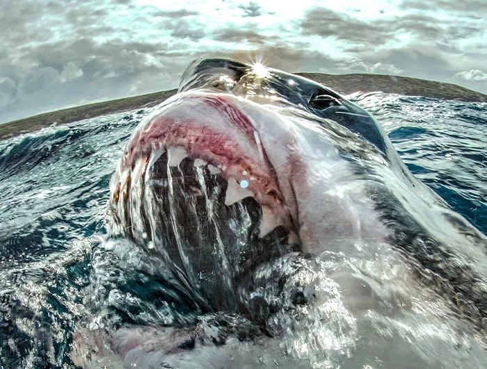 35 ‘Horror Stories’ From People Who Have Seen Things In The Ocean They Wish They Could Forget