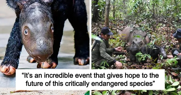 “It’s An Incredible Event”: Critically Endangered Sumatran Rhino Welcomes Her First Baby Calf