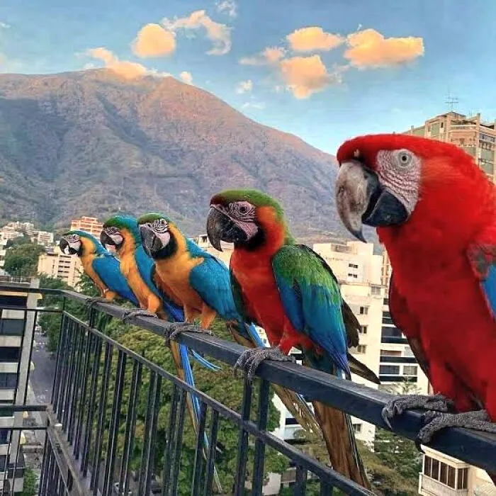 Wild Macaws Frequently Visit Balconies In Caracas