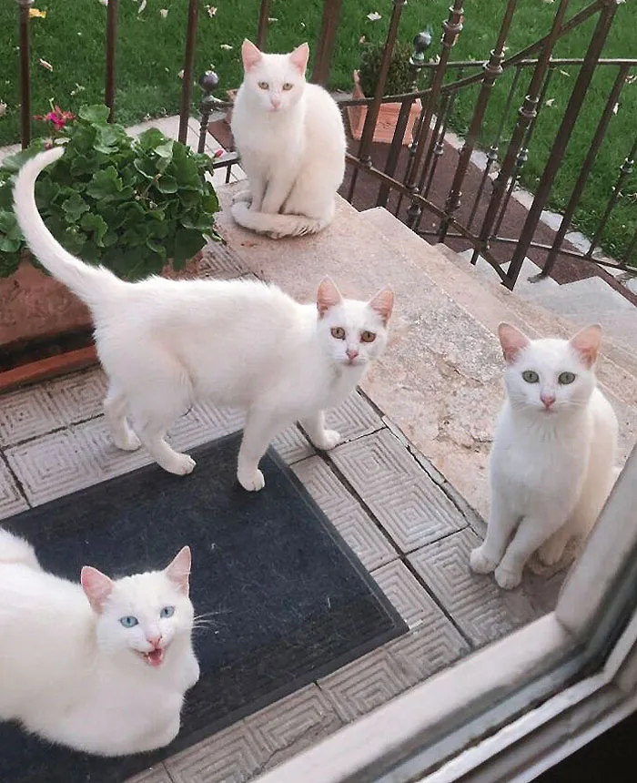 I Started Feeding A Street Cat Last Year, And The News Is Going Fast In The Neighborhood