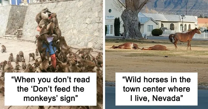 50 Amusing Pics That Show Different Countries Around The World Have Their Own Kinds Of "Pigeons"
