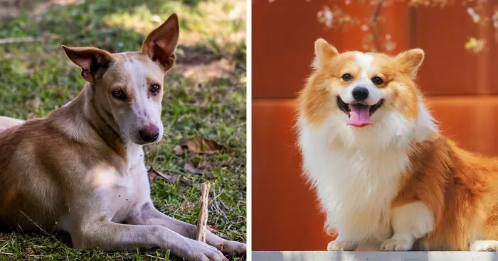 Decoding Dog Moaning: Your Pet's Sighs and Veterinary Insights
