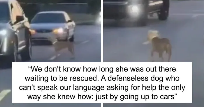 Meet Olivia, A Smart Pup Who Stopped Every Car In Traffic Asking For Help