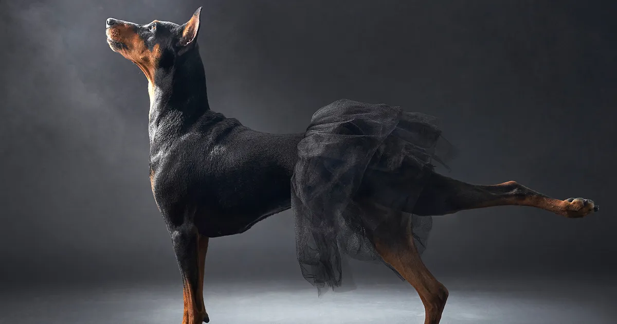 Estos son los ganadores de los Premios de Fotografía de Perros de 2023 (20 fotos)