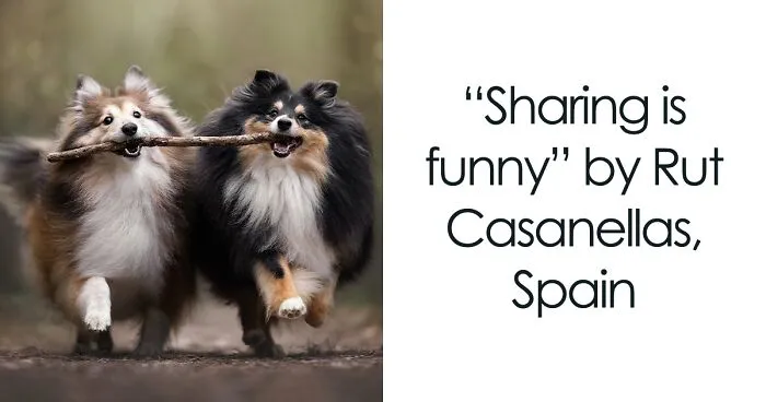 The Winners Of The 2023 Dog Photography Awards Have Been Announced (50 Pics)