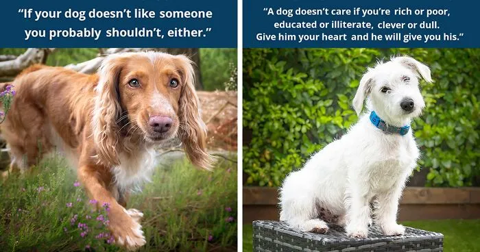 I Created A “Motivational Dog Quotes” Series To Help All Dog Lovers Laugh And Smile Together (12 New Pics)