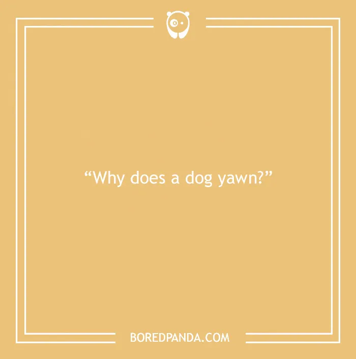 Fun Dog Trivia About All The Good Bois And Gals