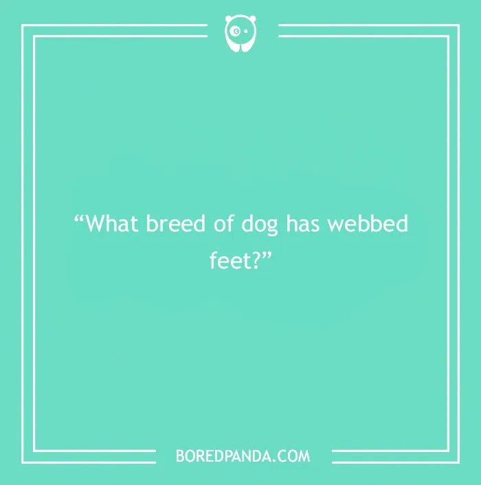 Fun Dog Trivia About All The Good Bois And Gals