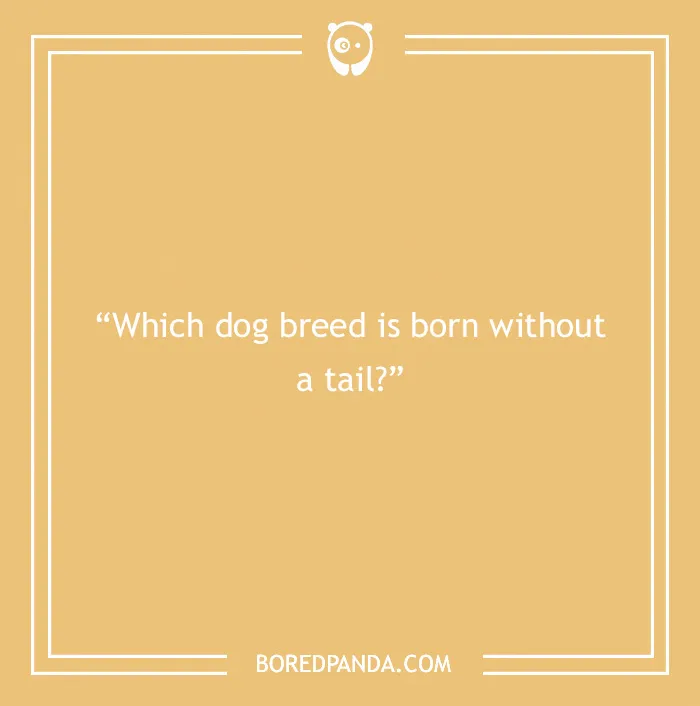 Fun Dog Trivia About All The Good Bois And Gals