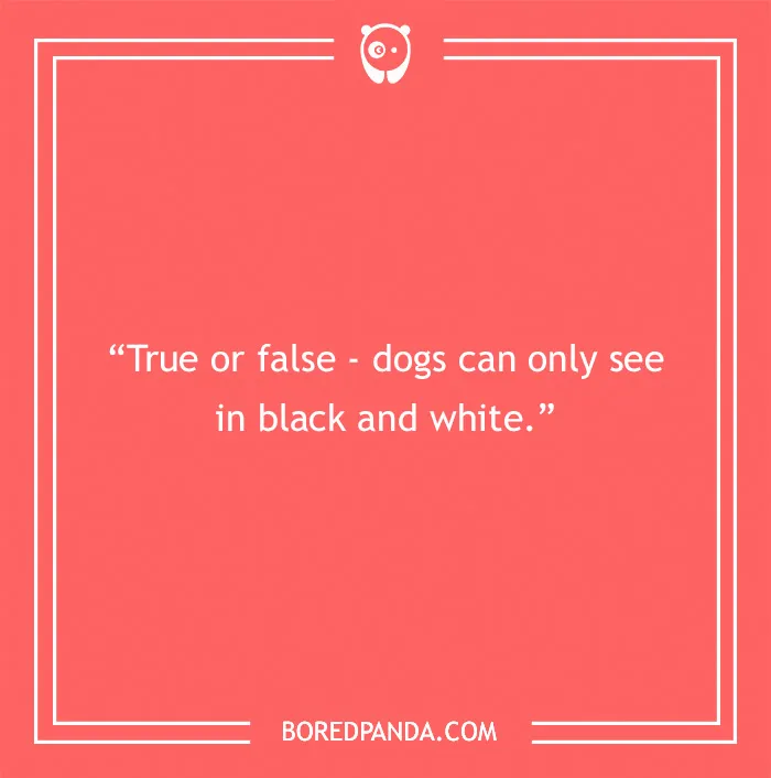 Fun Dog Trivia About All The Good Bois And Gals