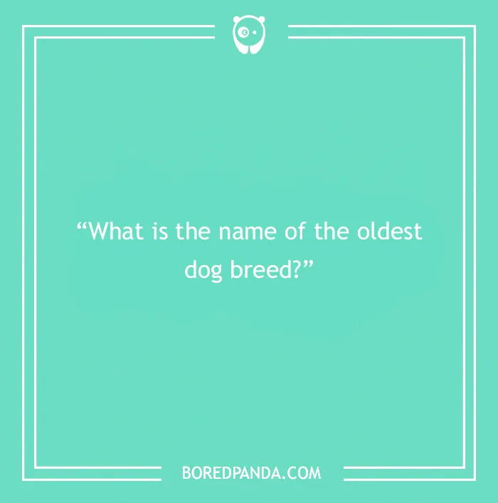 Fun Dog Trivia About All The Good Bois And Gals