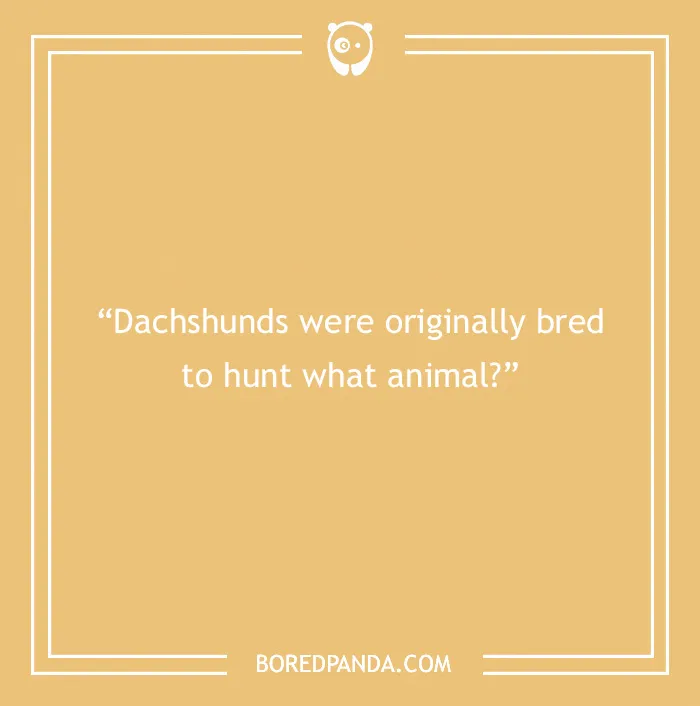 Fun Dog Trivia About All The Good Bois And Gals