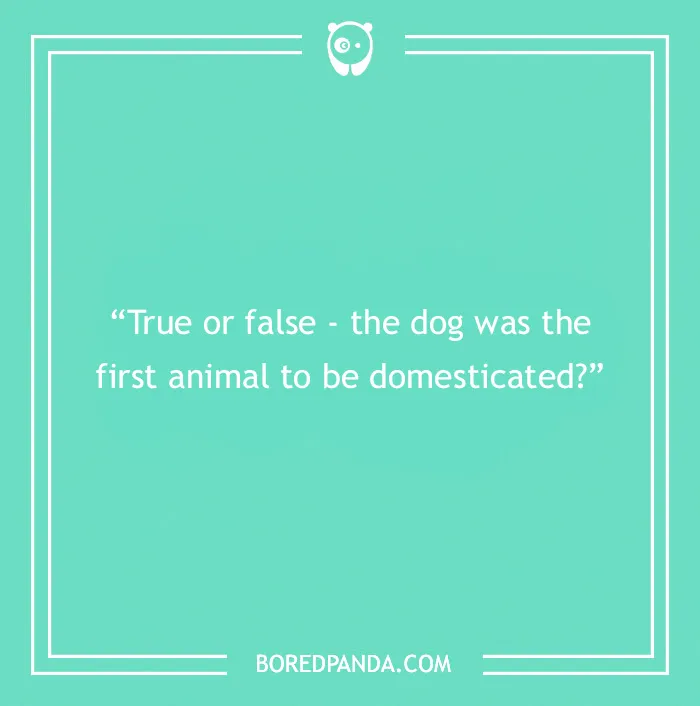Fun Dog Trivia About All The Good Bois And Gals