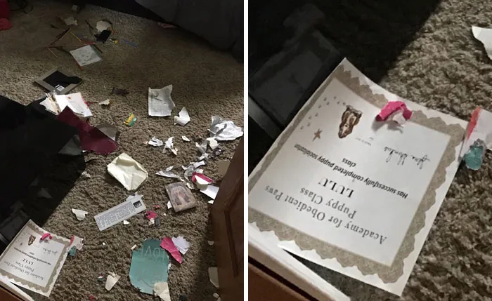 Mi perro ha mordido todo lo que encontró en mi habitación excepto su certificado de la escuela de obediencia