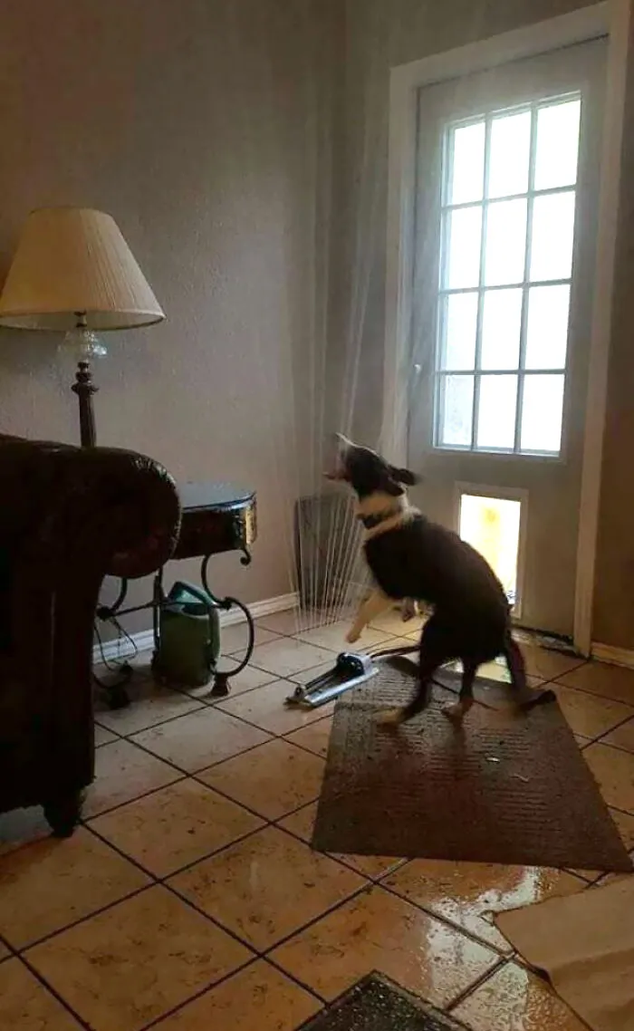 El perro ha arrastrado el aspersor dentro de la casa