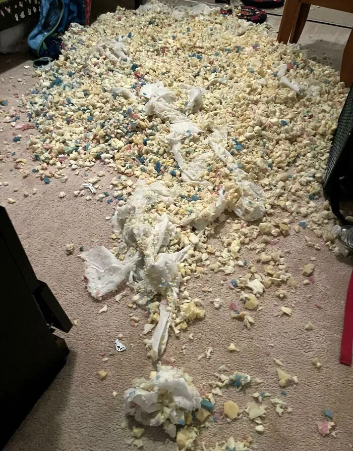 Heard My Dogs Were Getting Rowdy In The Other Room And Didn’t Think Much Of It. This Was Their Dog Bed