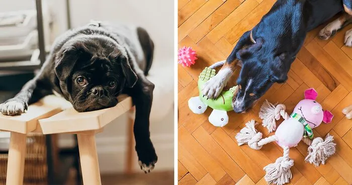Stop Your Dog from Getting Bored