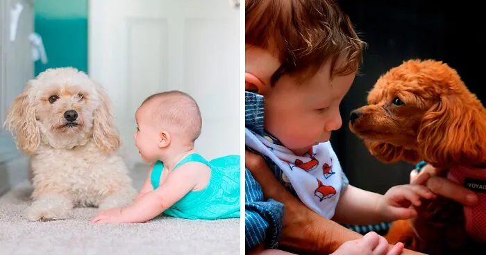 Do Dogs Know What Babies Are and Do They Like Them