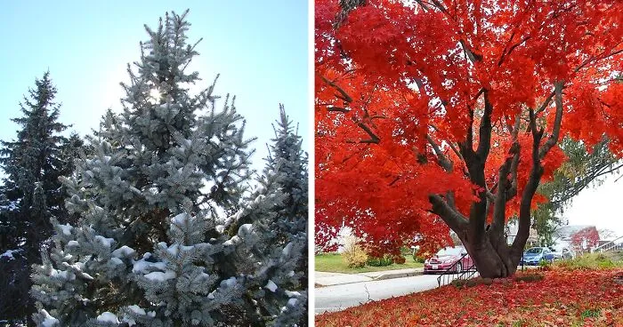 16 Best Fast-Growing Privacy Trees: Say Goodbye To Nosey Neighbors