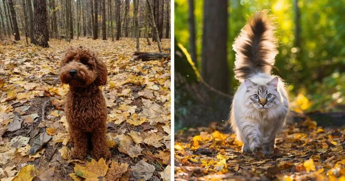 Hey Pandas, Share Photos Of Your Pets Playing In Autumn Leaves (Closed)