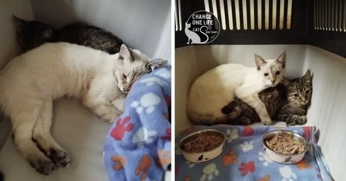 We Are Changing Cheeky And Frankie's Lives, And They Are Two Very Special Orphaned Kittens