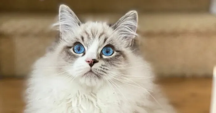 Hey Pandas, Show Us Your Blue-Eyed Cat (Closed)