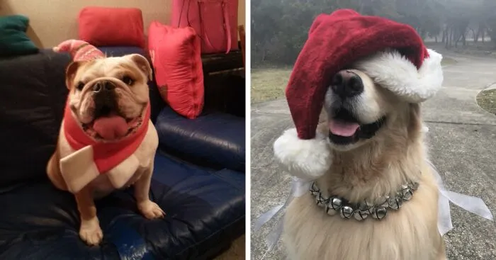 Hey Pandas, Post Adorable Holiday-Themed Pet Photos (Closed)