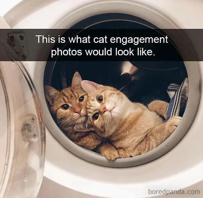 50 Hilarious Cat Memes From Happycat318 Instagram Account We’re Obsessed With