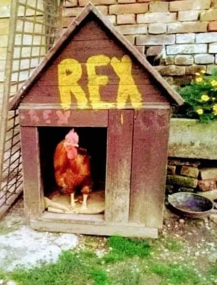 35 Chaotic Avian Memes Shared By "Birds With Threatening Auras"
