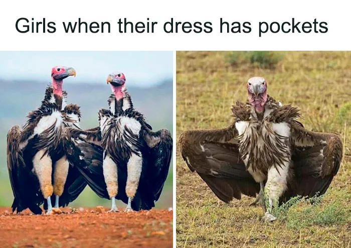 35 Chaotic Avian Memes Shared By "Birds With Threatening Auras"