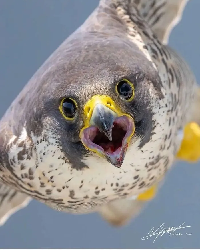35 Chaotic Avian Memes Shared By "Birds With Threatening Auras"