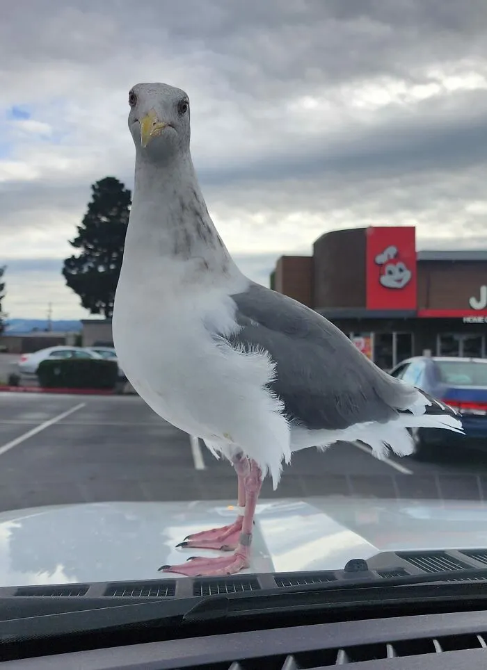 35 Chaotic Avian Memes Shared By "Birds With Threatening Auras"