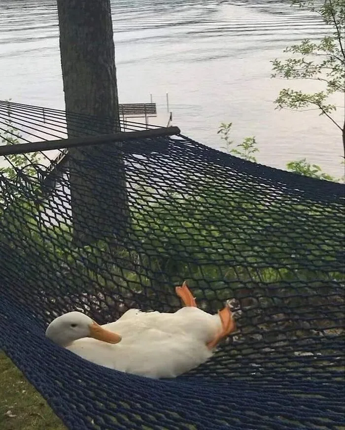 35 Chaotic Avian Memes Shared By "Birds With Threatening Auras"